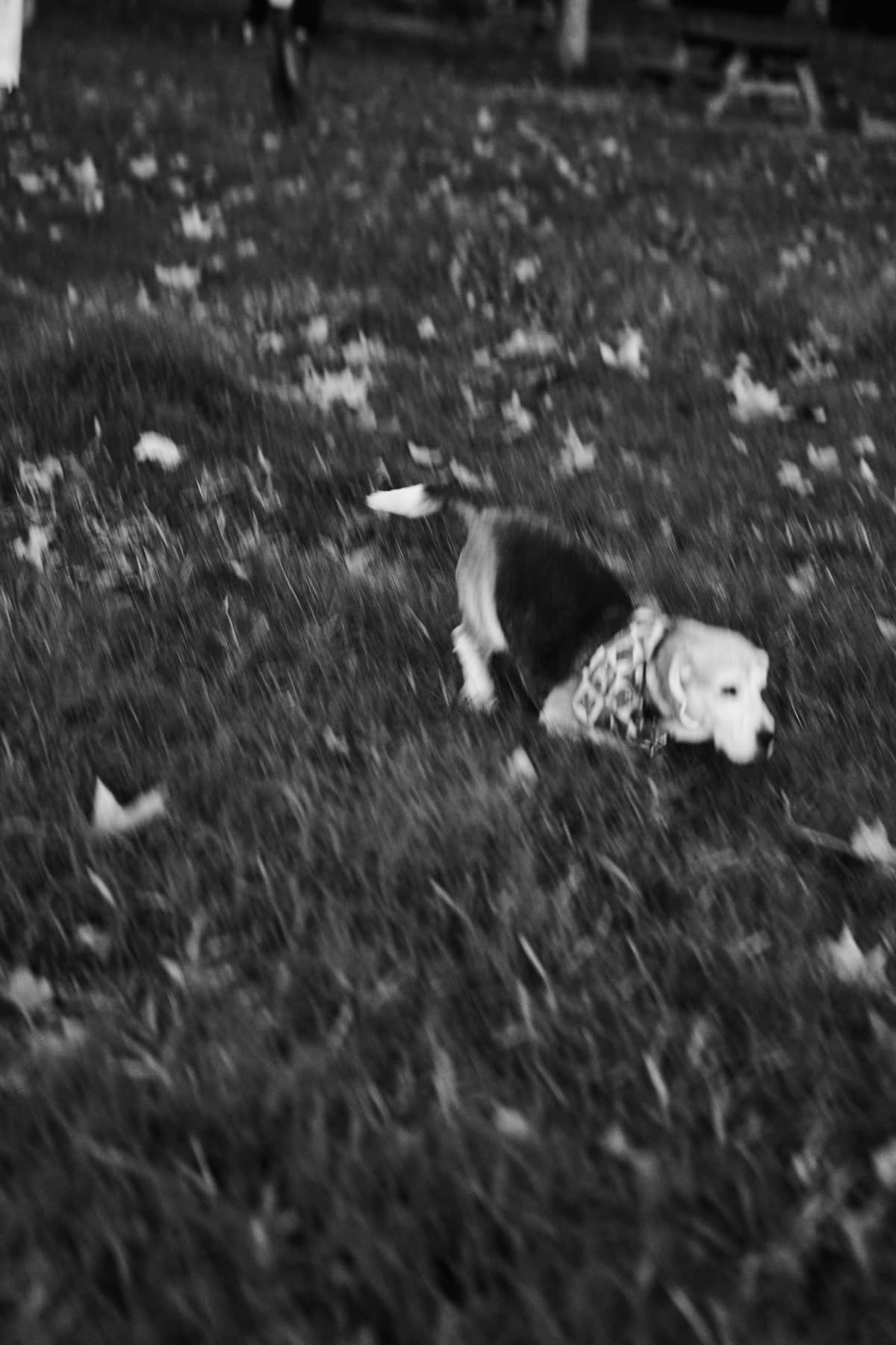 Sessió fotogràfica 20 a Girona